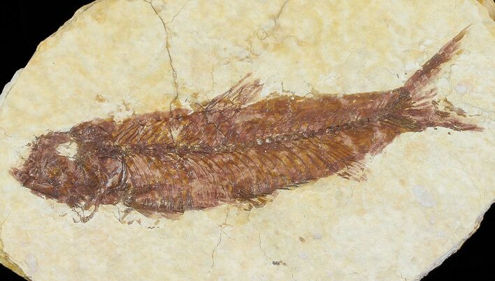 Bargain, Knightia Fossil Fish - Wyoming #67373